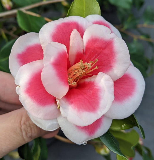 Camellia x 'Christmas Candy'