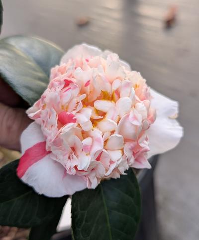 Camellia 'Sajin Baozhu'