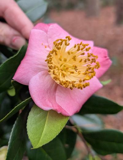 Camellia 'Gosho Zakura'