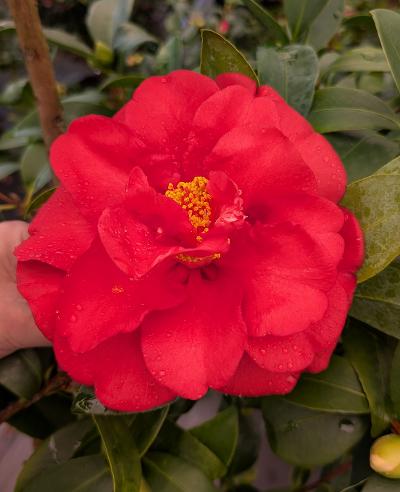 Camellia x 'Xiameng Wenging' RARE!