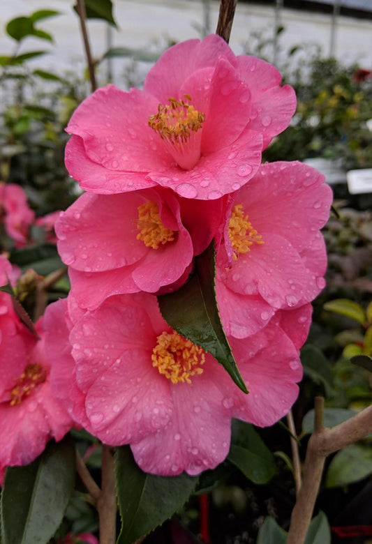 Camellia x 'Crimson Candles'
