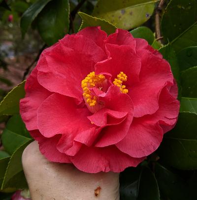 Camellia japonica 'Don-Mac'