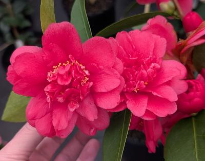 Camellia x 'Huaijin Tuozi'