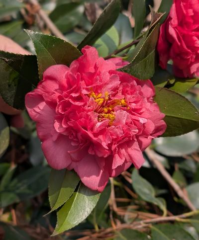 Camellia 'Chandleri Elegans Pink'