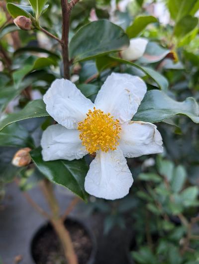 Camellia crapnelliana