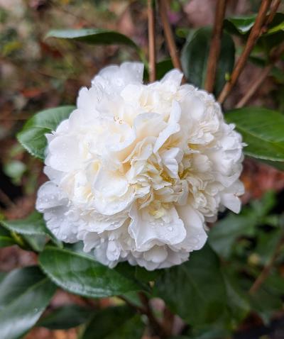 Camellia 'Gus Menard'