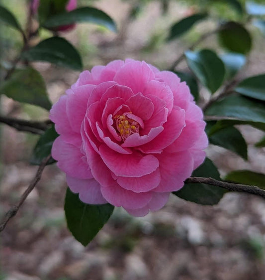 Camellia x 'Fragrant Joy'