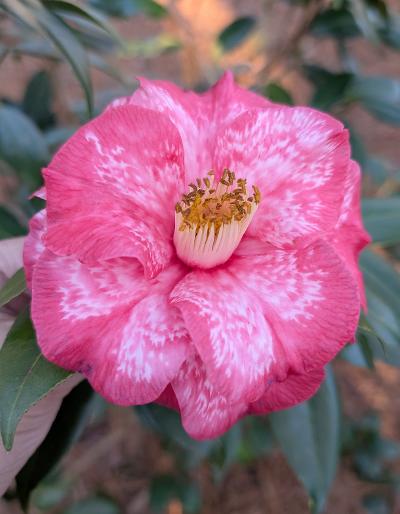 Camellia 'Eleanor Martin Supreme'