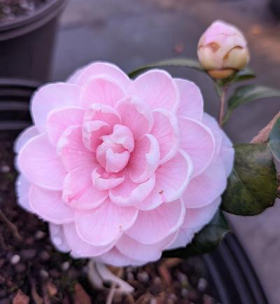 Camellia 'Contessa Tazzoni'