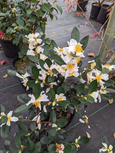 Camellia phellocarpa  EXTREMELY RARE!