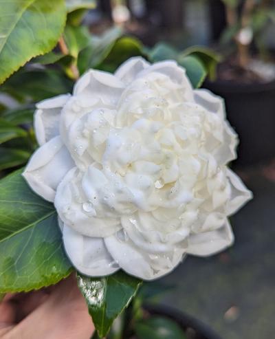 Camellia japonica 'Mattie R.'