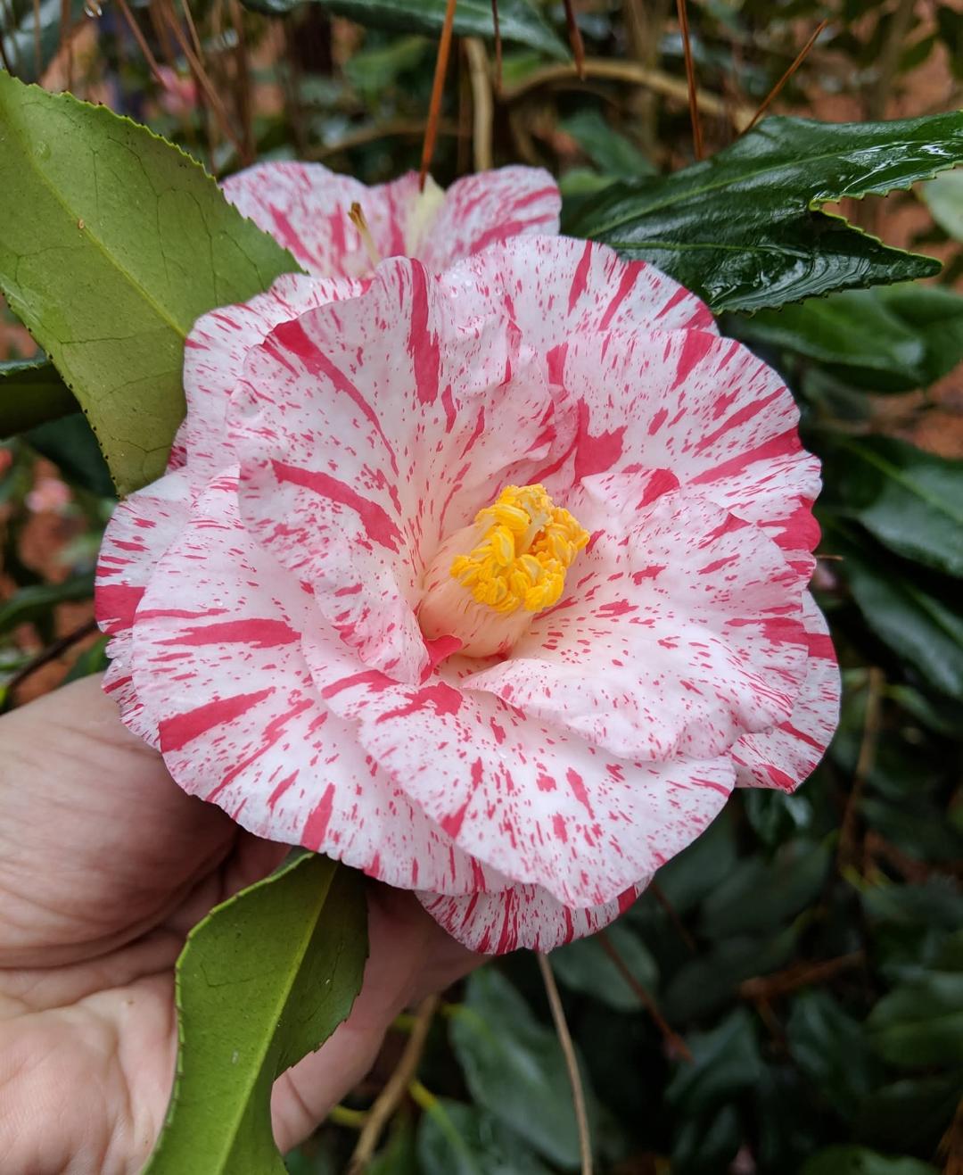 Camellia japonica 'Betty Foy Sanders'