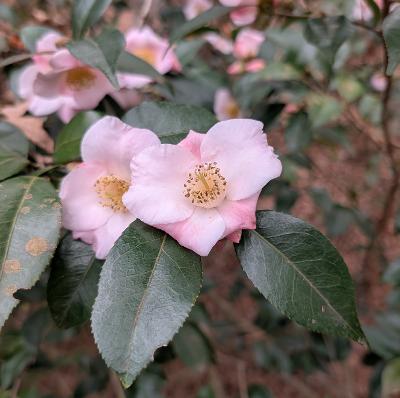 Camellia 'Snow Drop'