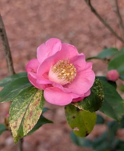 Camellia 'Bunny Ears'