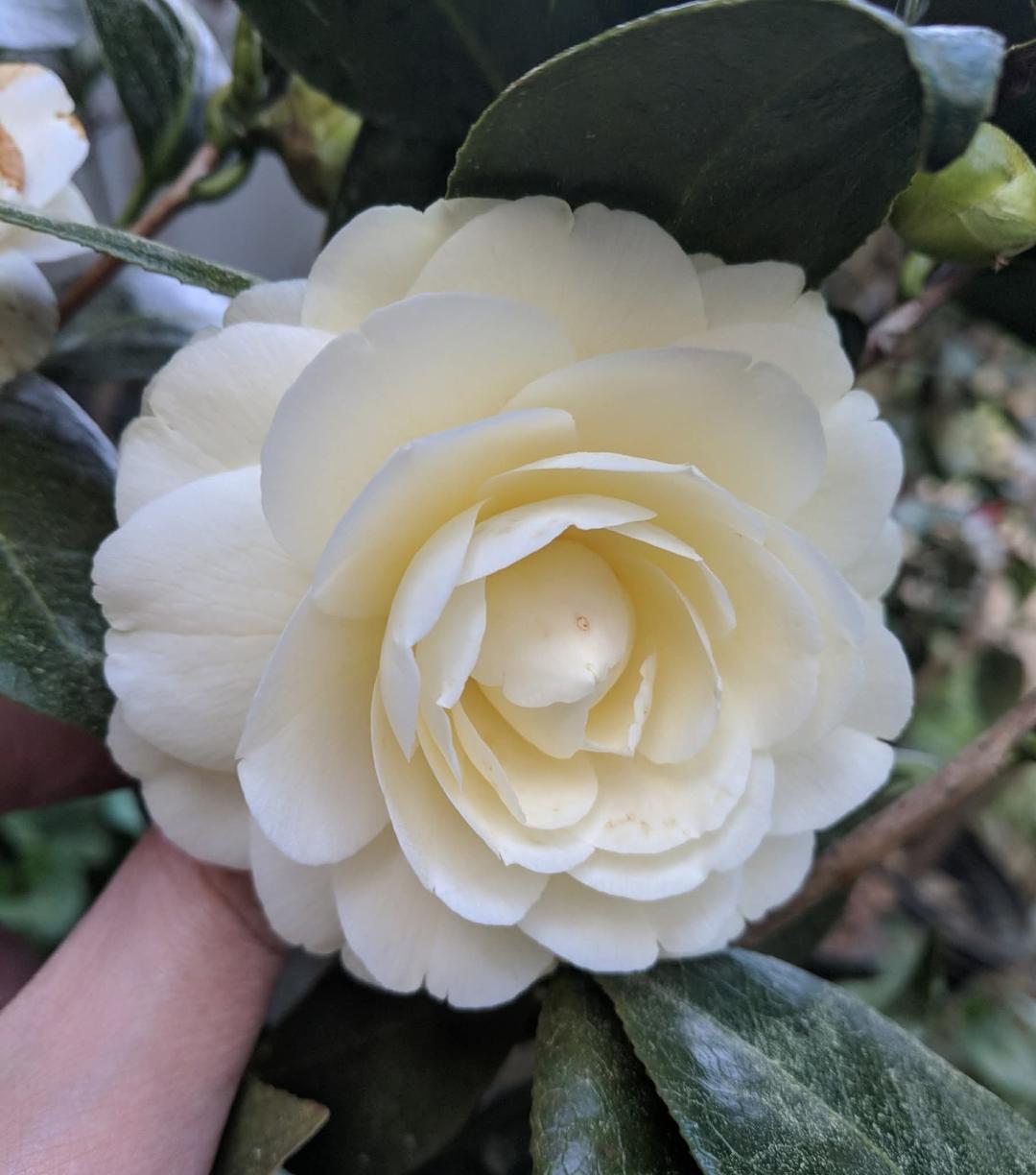 Camellia japonica 'Lemon Glow'
