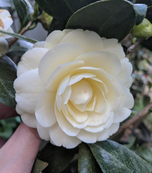 Camellia japonica 'Lemon Glow'