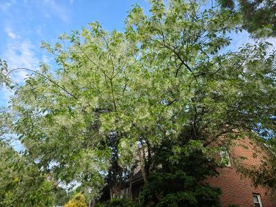 Chionanthus virginicus 'Cloudflare'  EXCLUSIVE NEW RELEASE!  RARE!!!