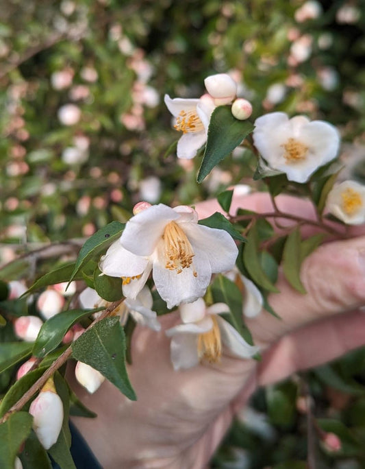 Camellia minutiflora