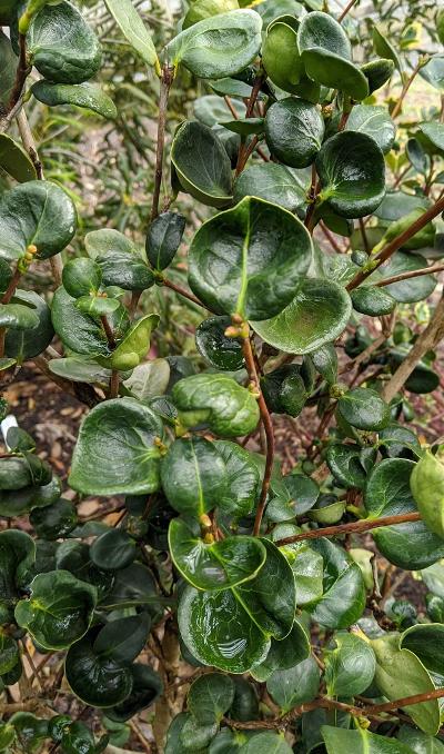 Camellia japonica 'Madoka'