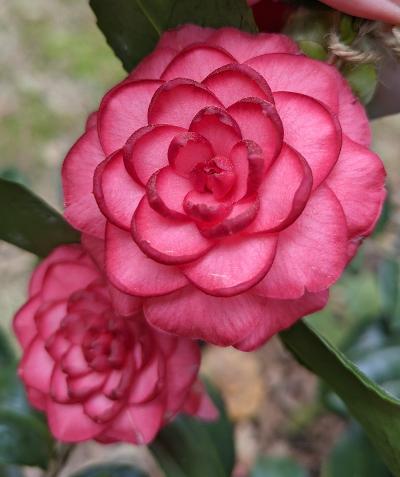 Camellia japonica 'Ruby Matthews'