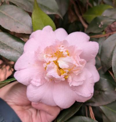 Camellia 'Rosemary Elsom'