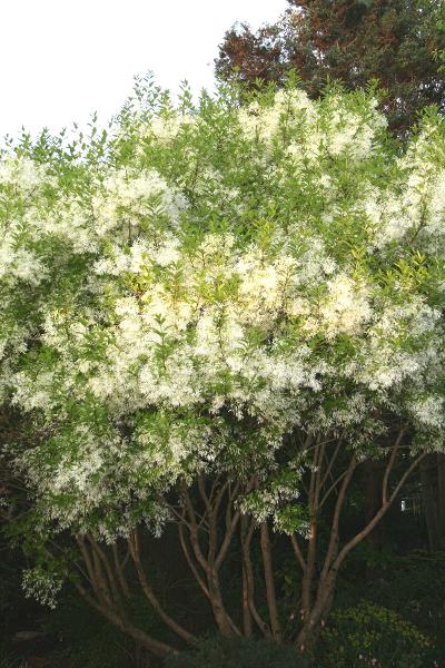 Chionanthus virginicus 'Fringe Benefits  EXCLUSIVE NEW RELEASE!  RARE!!!