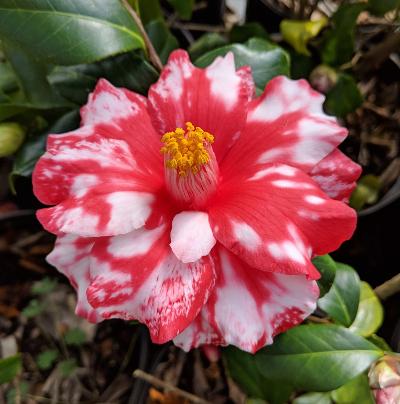 Camellia 'Fire Dance Variegated'