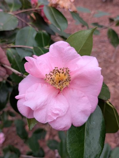 Camellia x 'Lila Naff'