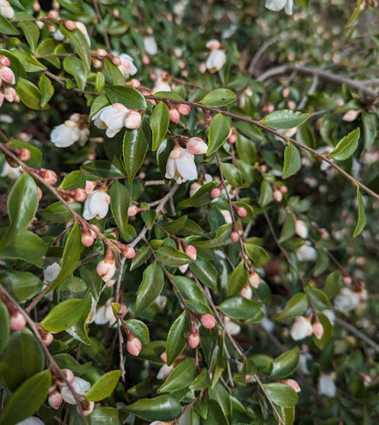 Camellia minutiflora