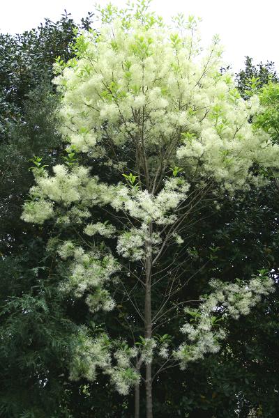 Chionanthus virginicus 'Slenderella' EXCLUSIVE NEW RELEASE!  RARE!!!