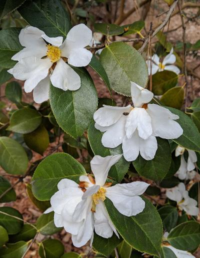 Camellia yuhsienensis