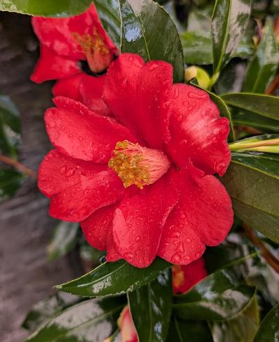Camellia x azalea "X-6"