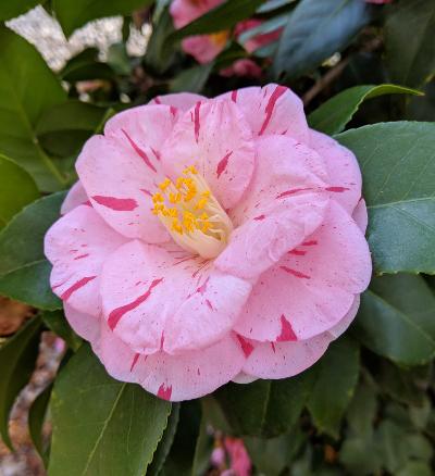 Camellia japonica 'Tricolor Pink'