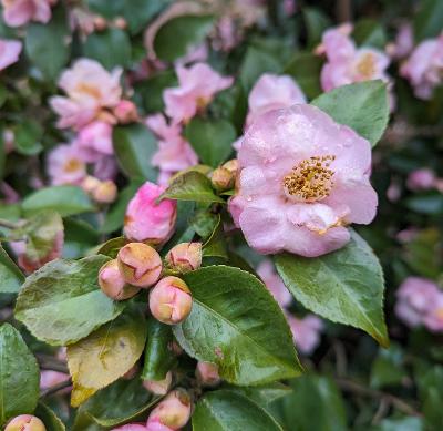 Camellia x 'Brie's Bells'