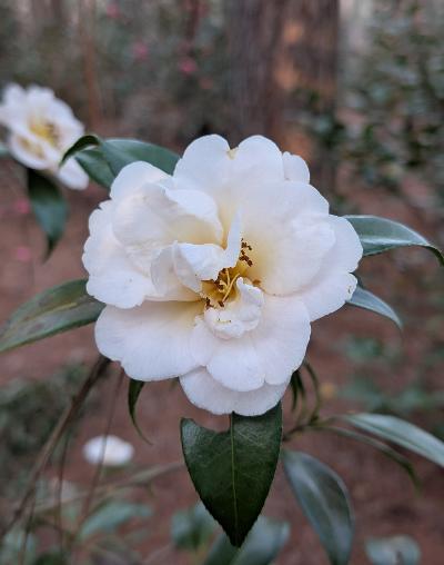 Camellia x 'Golden Glow'