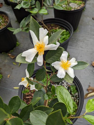 Camellia phellocarpa  EXTREMELY RARE!