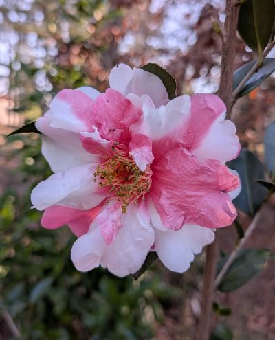 Camellia x 'Elegant Beauty Variegated'