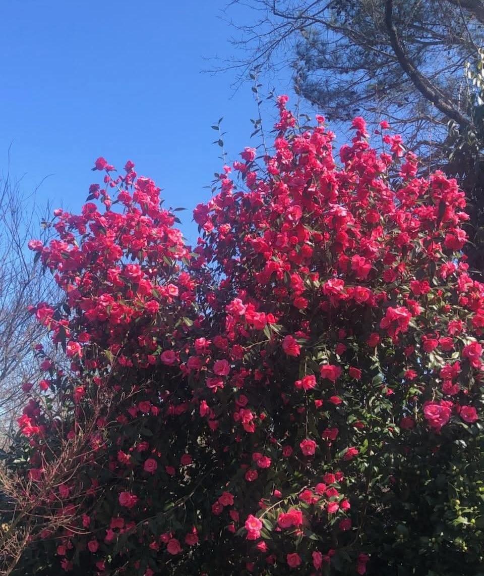 Camellia x 'Crimson Candles'