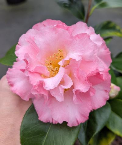 Camellia 'Lou Akin'