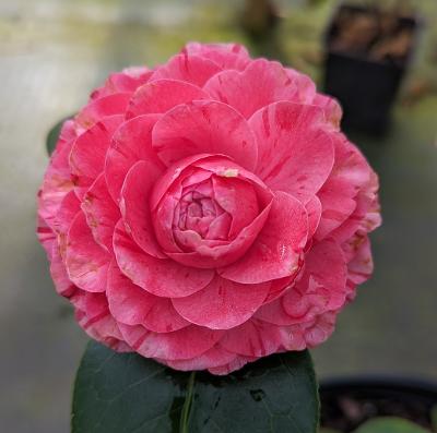 Camellia 'Vera Curry'