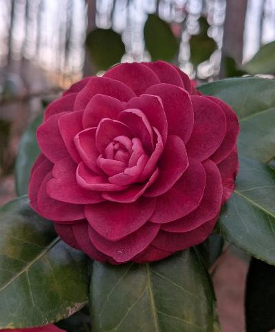 Camellia japonica 'Mrs. Katherine Howell'