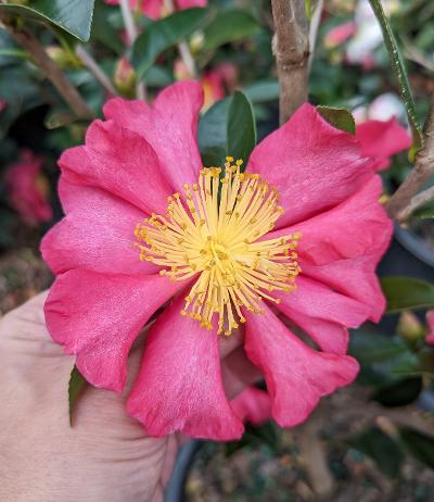 Camellia x 'Pixie Dust'