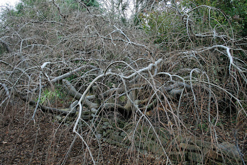 Celtis sinensis 'Green Cascade'