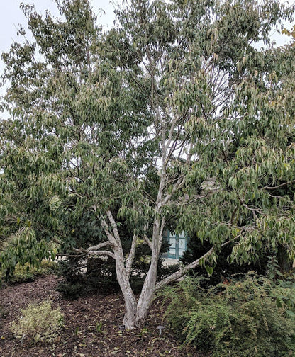 Cornus wilsoniana 'White Jade' RARE