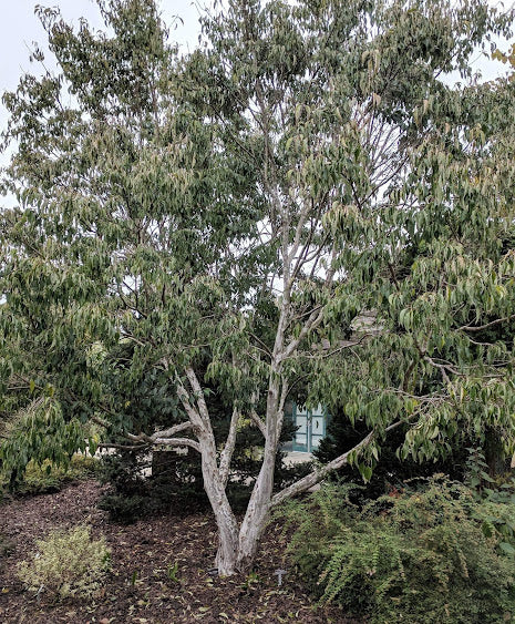 Cornus wilsoniana 'White Jade' RARE