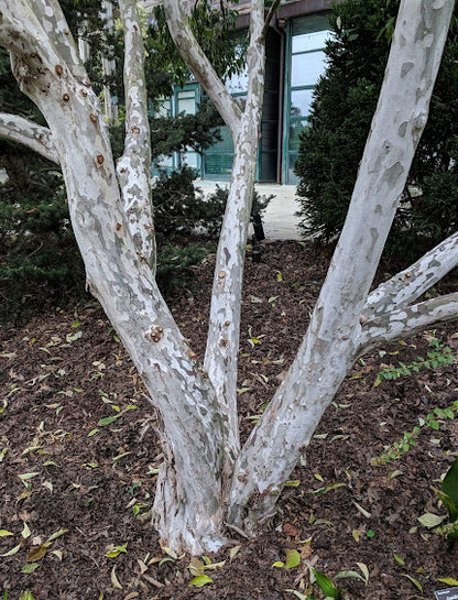 Cornus wilsoniana 'White Jade' RARE