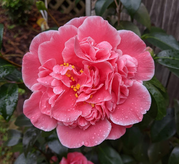 Camellia 'Walker Lewis'