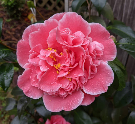 Camellia 'Walker Lewis'