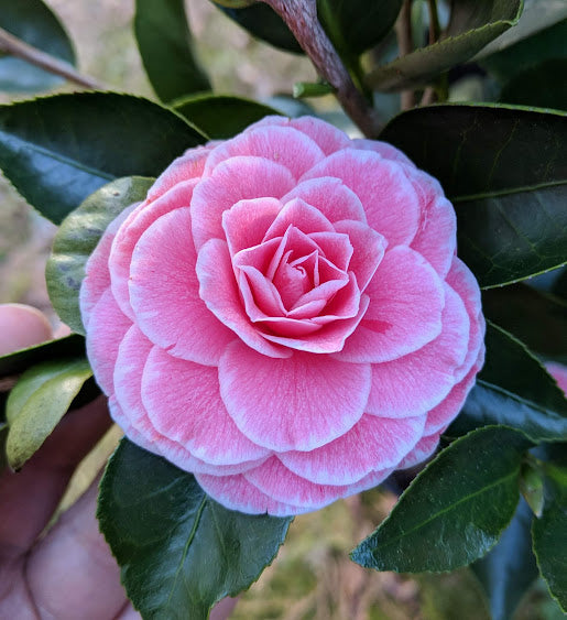 Camellia 'Ashley Black'