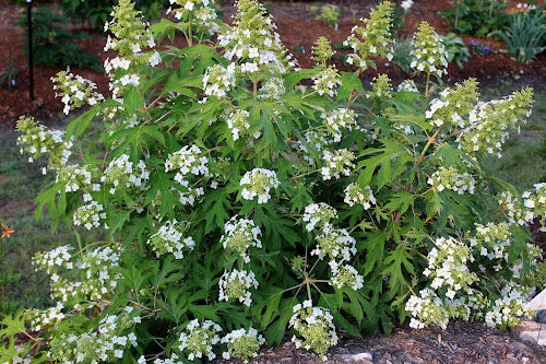 Hydrangea quercifolia 'Ice Crystal'
